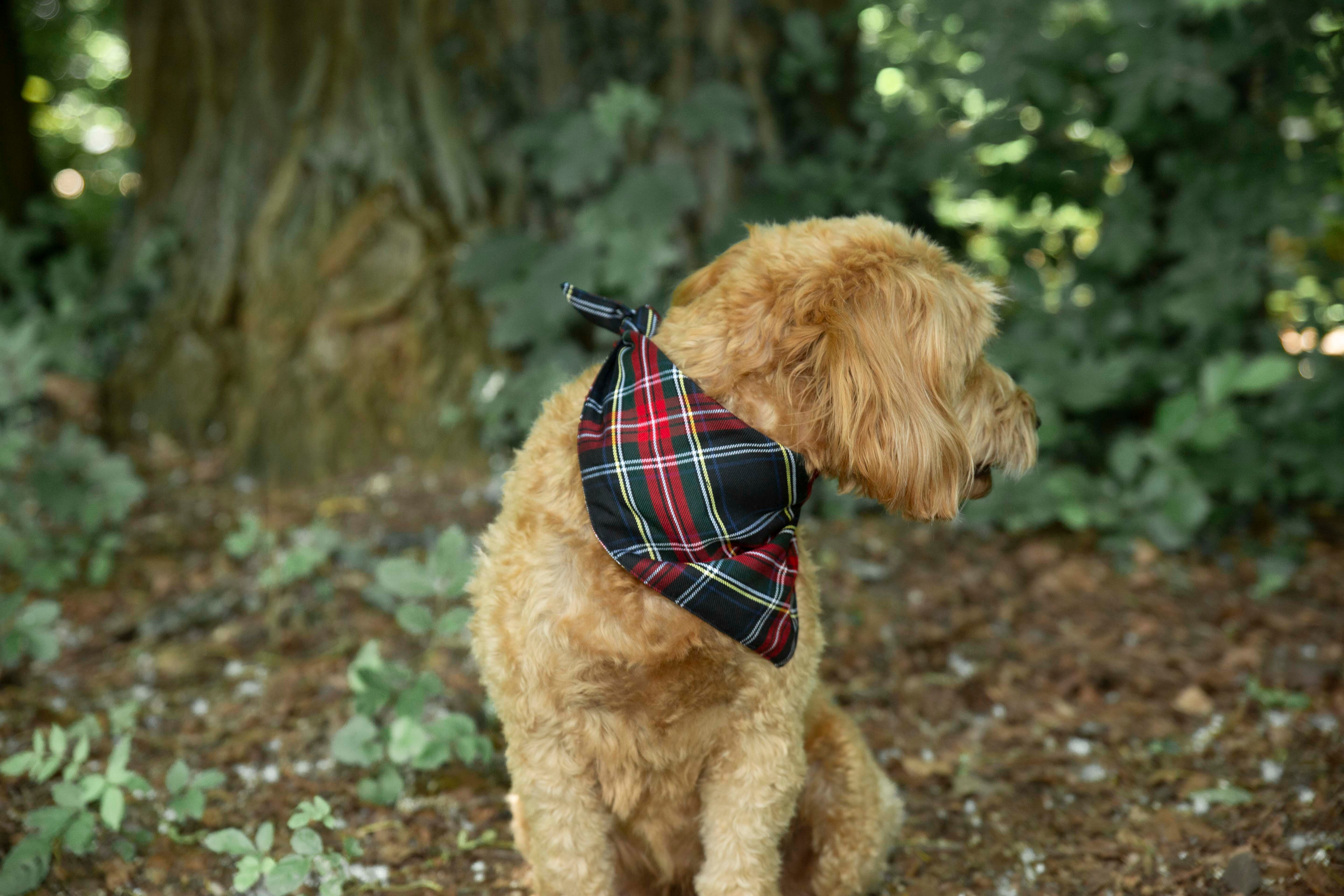 Hundehalstuch Tartan Grün
