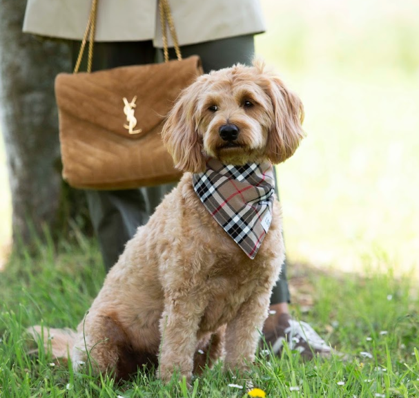 Hundehalstuch Karo Beige